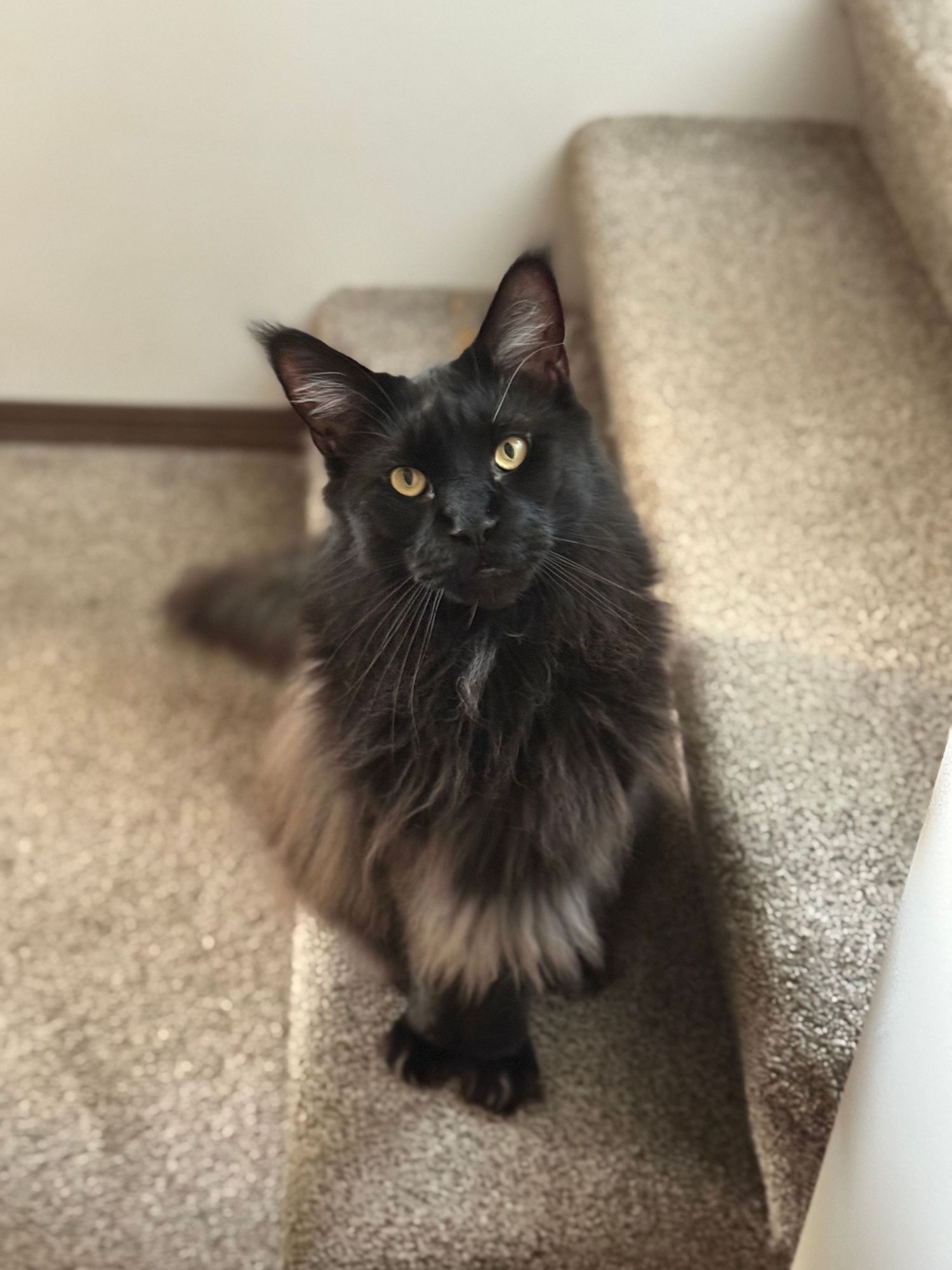 Black long-haired cat sitting on carpeted stairs looking at camera.