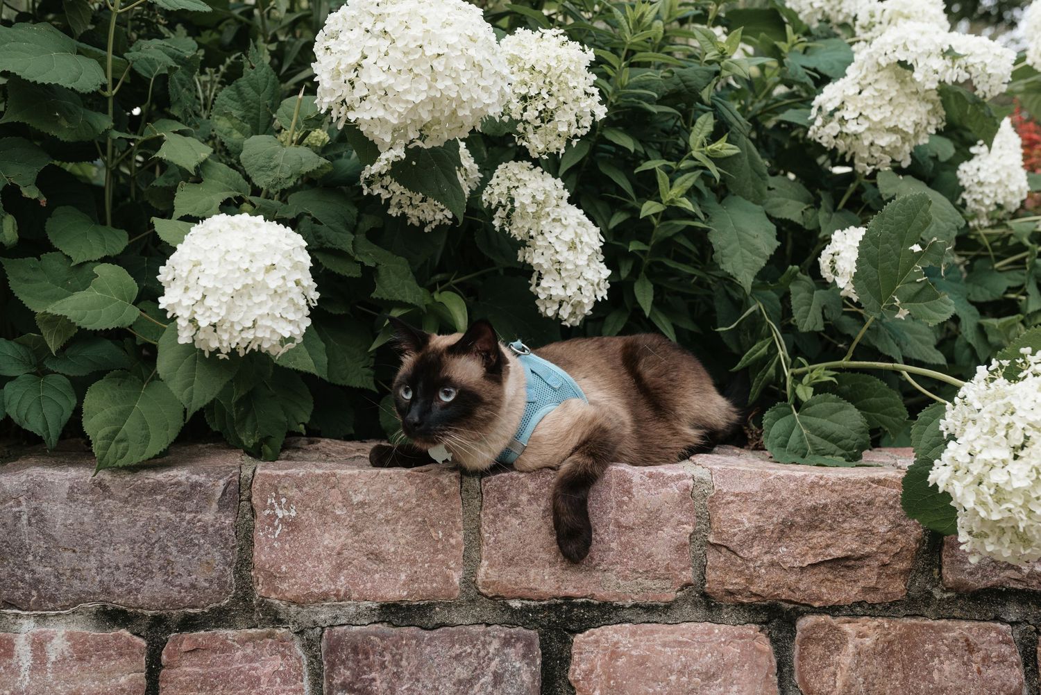 Siamese cat with blue collar resting on a brick wall surrounded by white hydrangea flowers in a garden.
