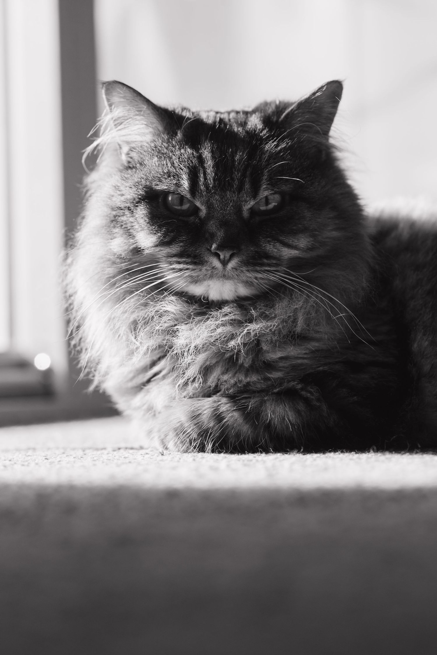 Fluffy long-haired cat resting on carpet in black and white portrait photo.