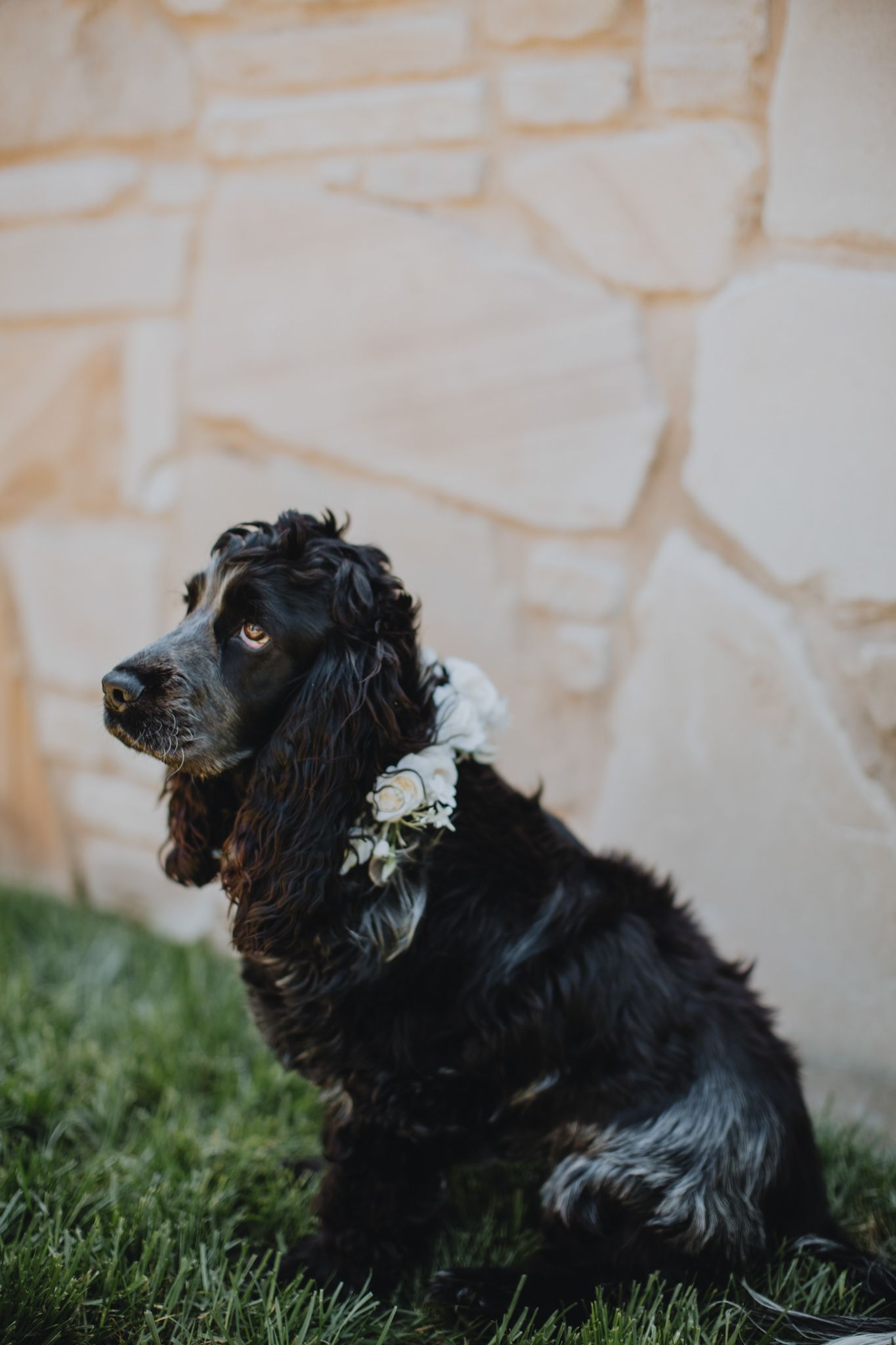 Canberra Wedding Photographer- Emily Watson Photography