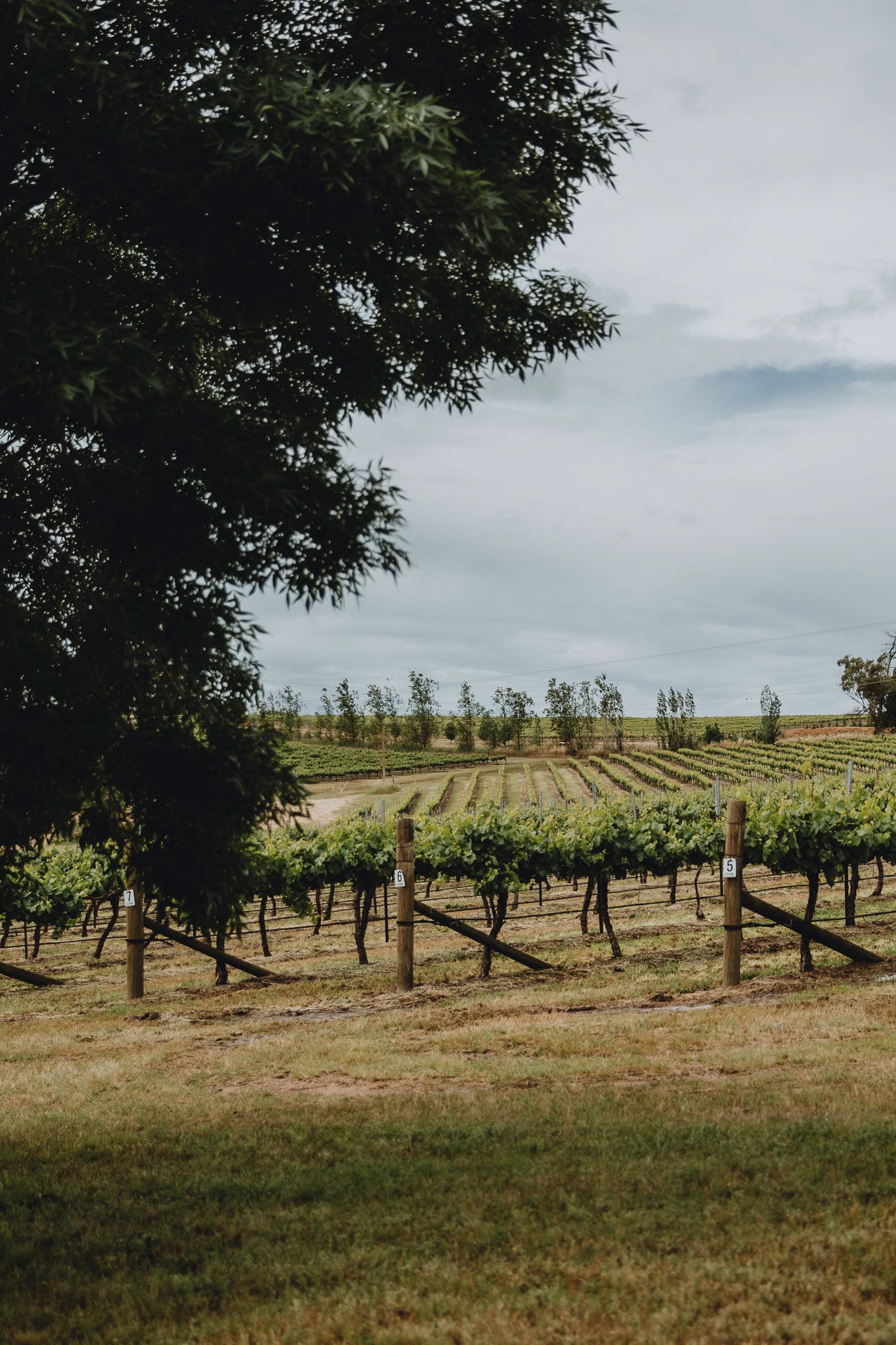 Young NSW Wedding Photographer- Emily Watson Photography