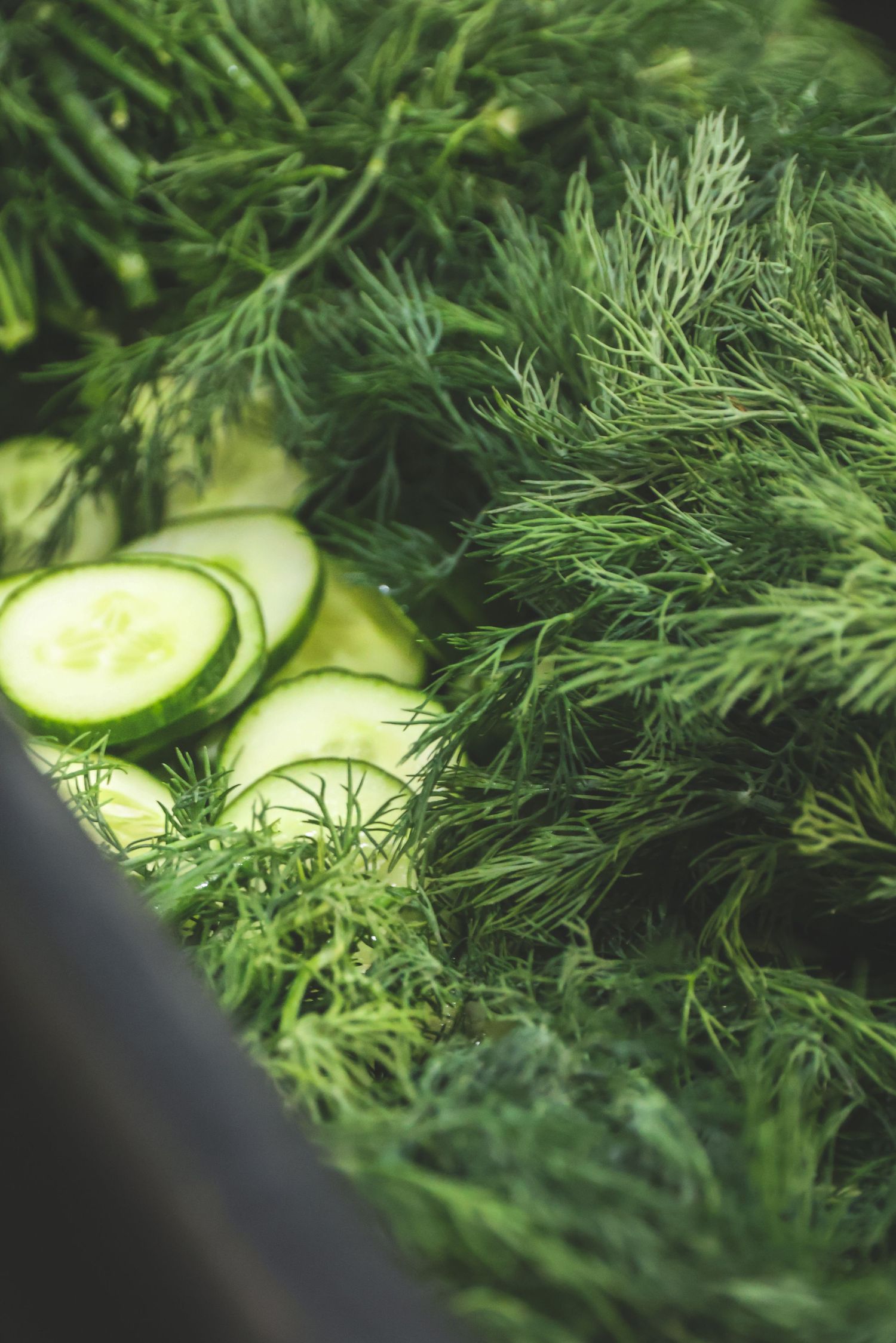 Fresh green dill herbs and sliced cucumber rounds arranged together in a close-up food preparation shot.