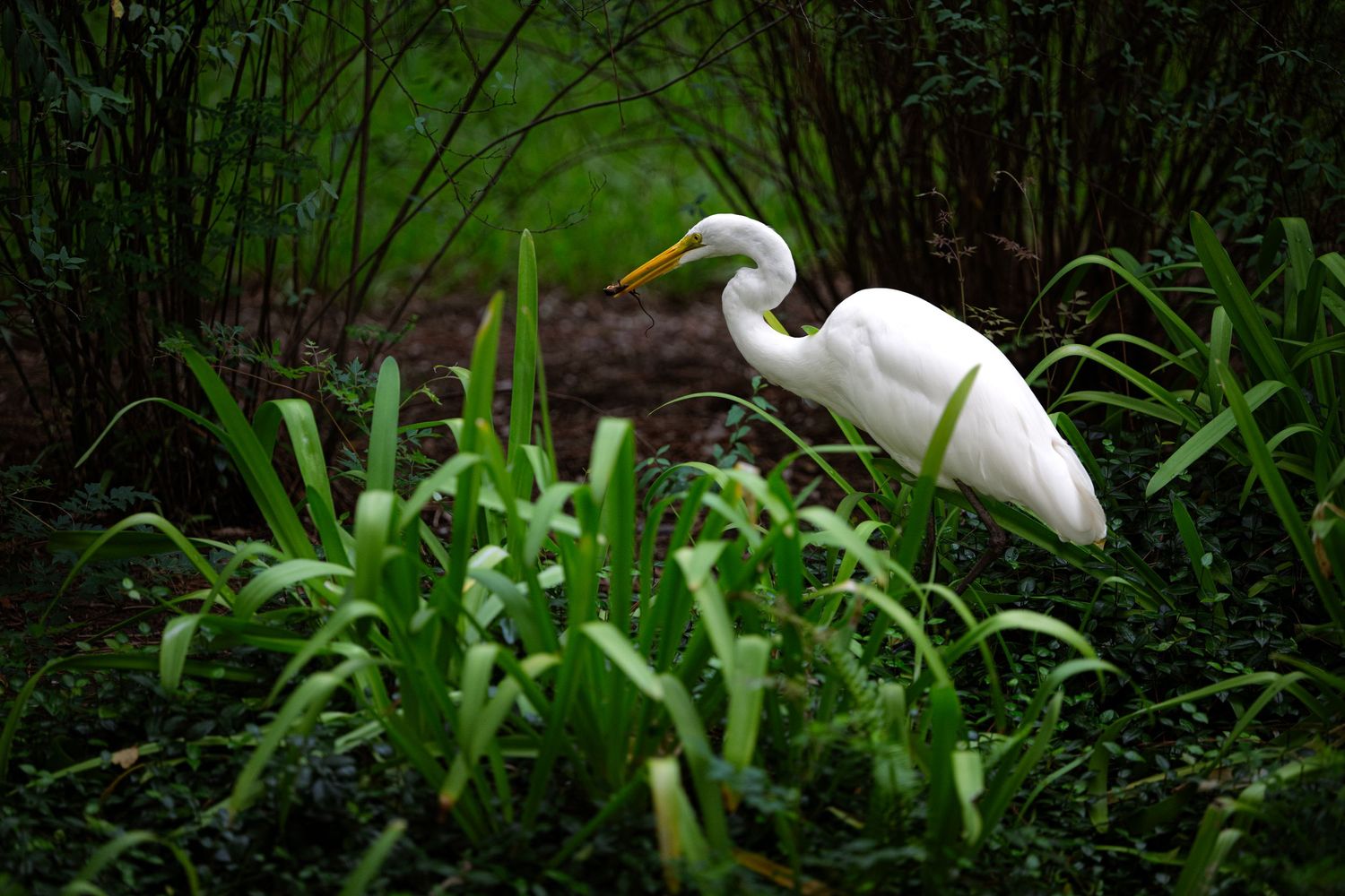 A white great egret stands among lush green tropical plants and bamboo in a serene wetland habitat.