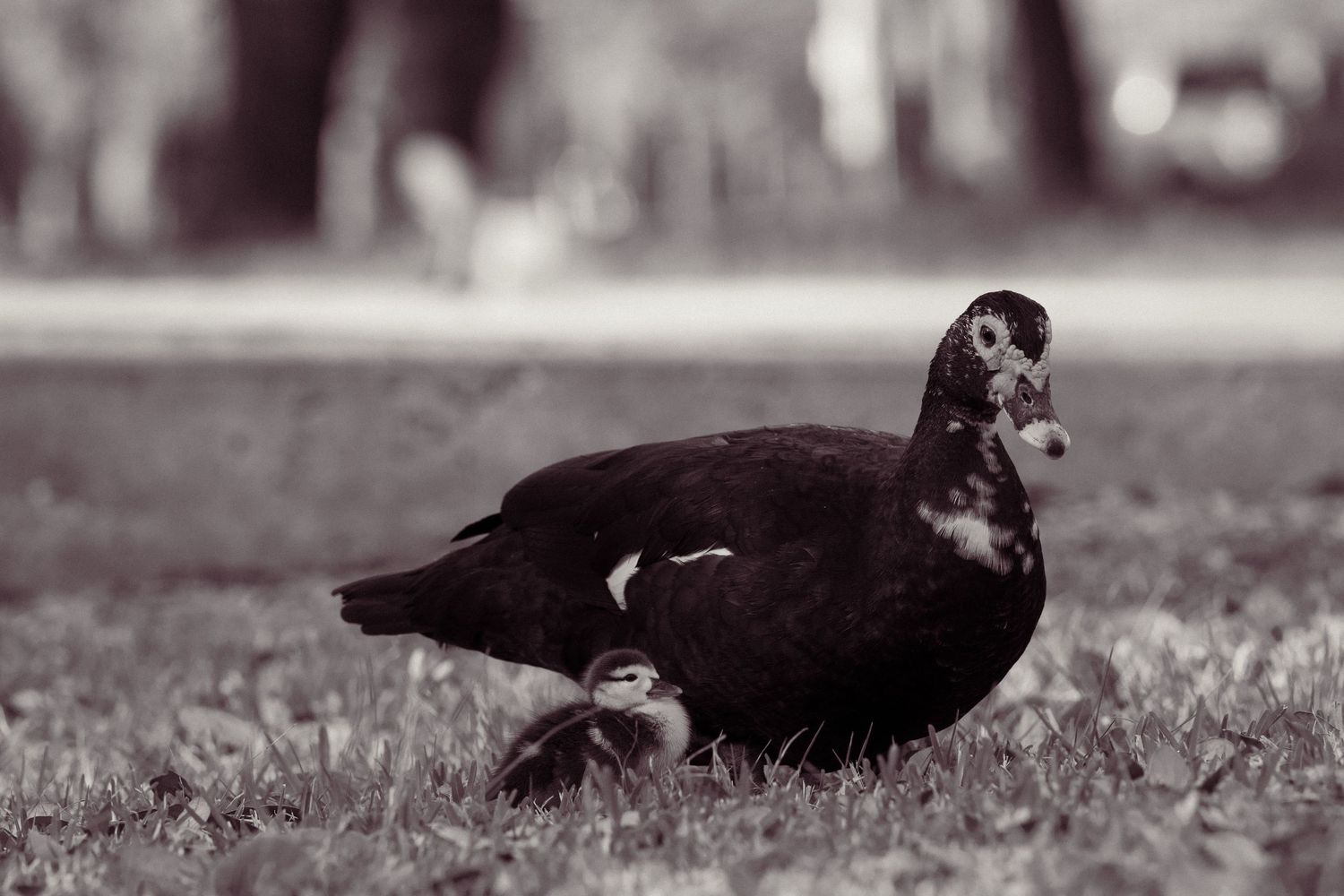 Black and white photo of a Muscovy duck with a duckling resting on grass in a park.