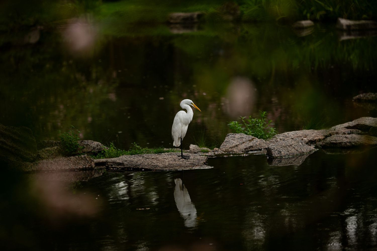 A great egret perched on rocks by a tranquil pond, reflected in still water surrounded by lush green foliage.