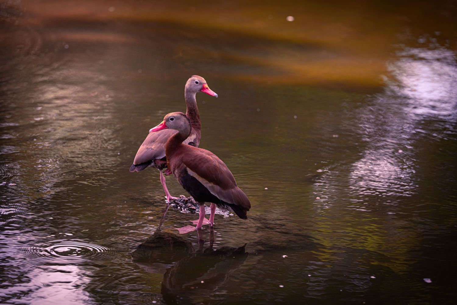 Two black-bellied whistling ducks standing on a rock in a calm, reflective pond with warm lighting.