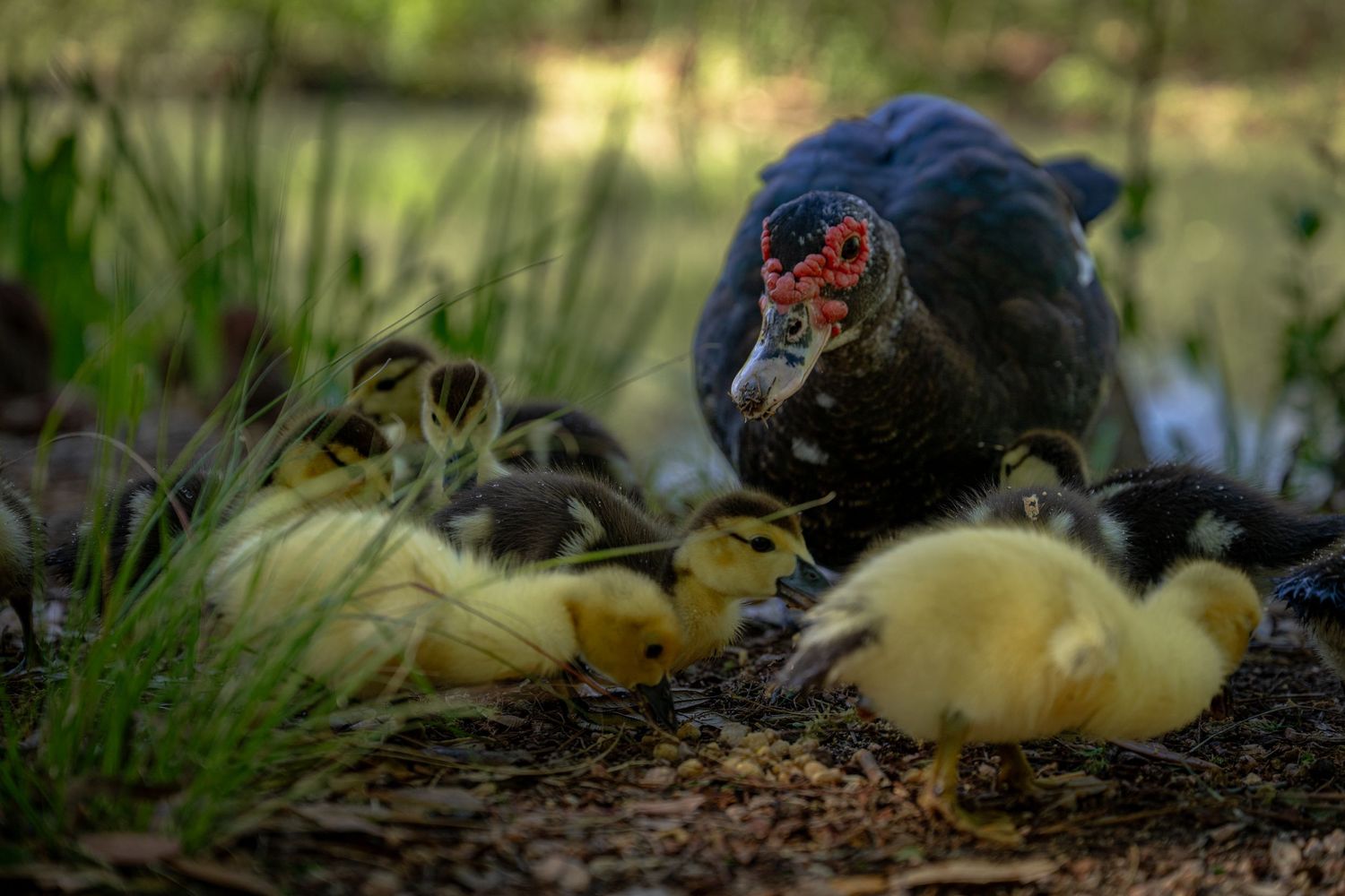 Adult Muscovy duck with red beak tending to fluffy yellow ducklings near water and grass.