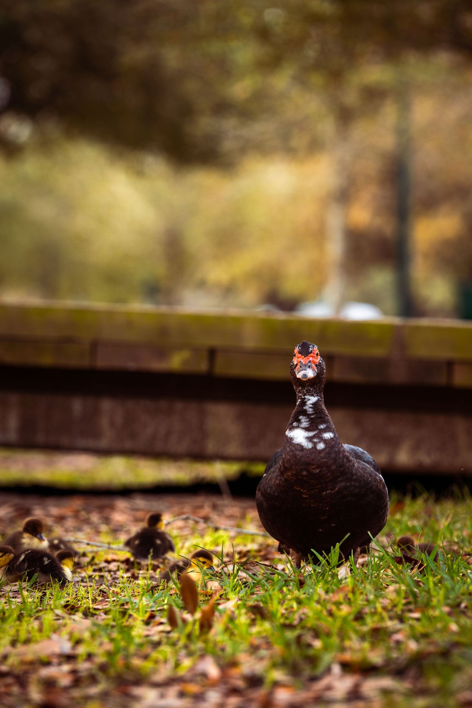 Adult Muscovy duck with red caruncles standing on grass with ducklings in a park setting.