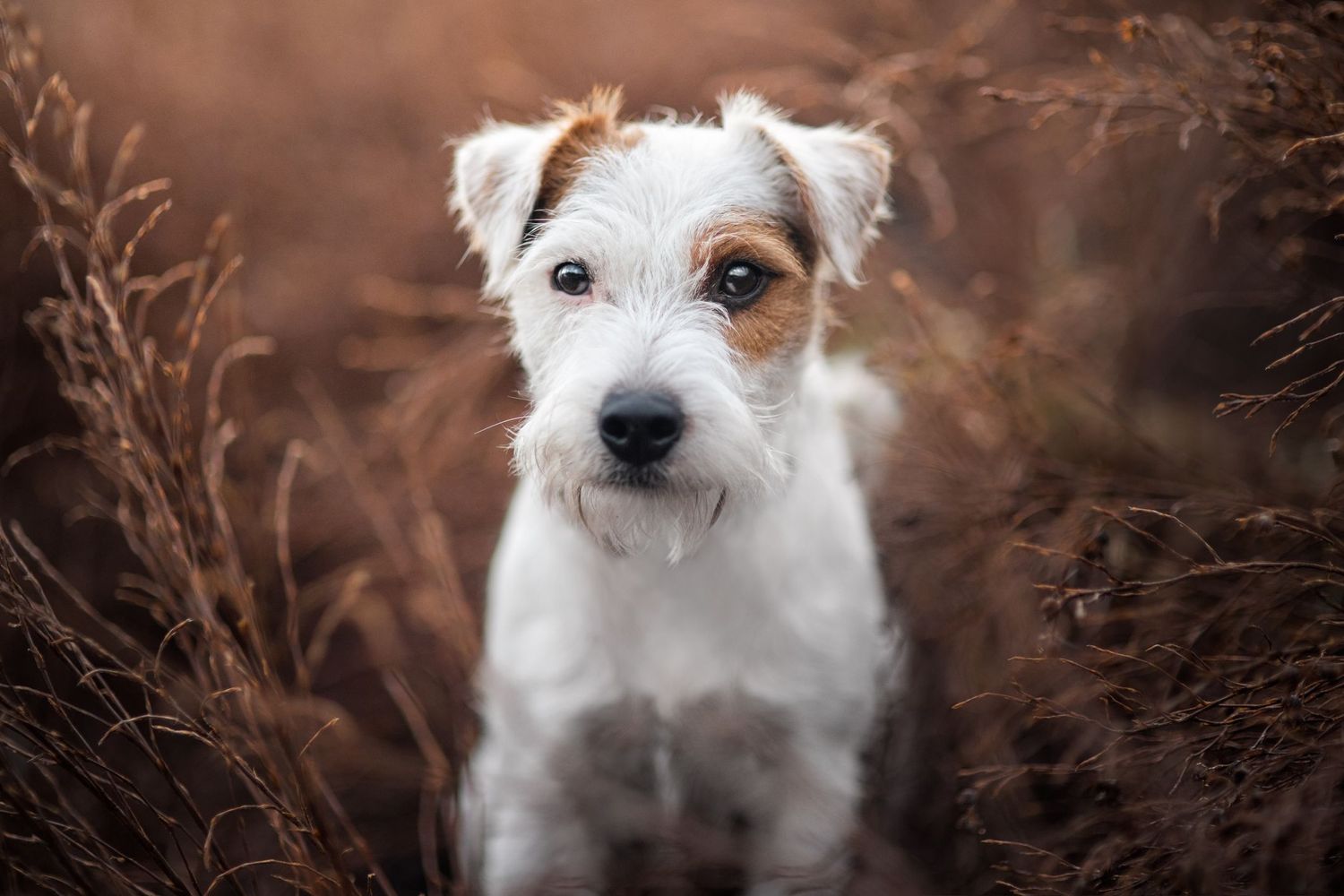 Cute white Jack Russell Terrier puppy sitting among tall brown dried grass in a field.