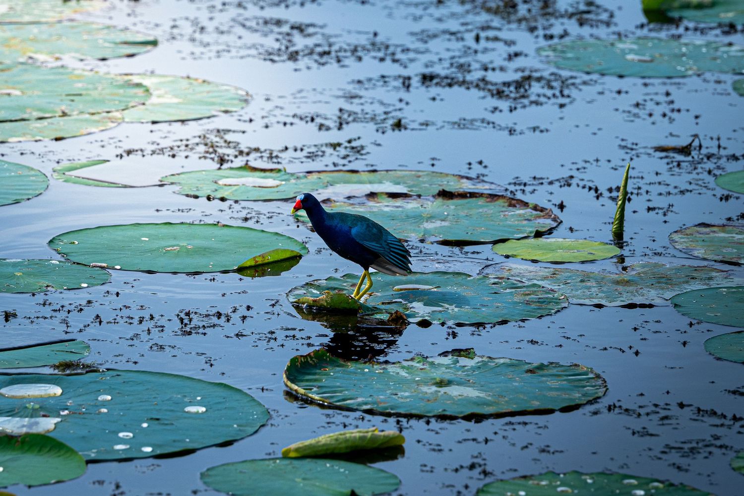 A purple gallinule bird standing on lily pads in a calm green wetland pond.
