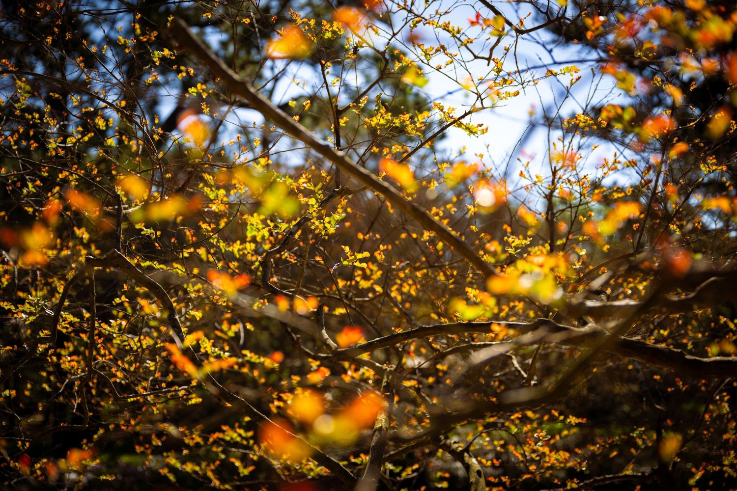 Vibrant autumn tree branches with orange and yellow leaves backlit by bright sunlight.