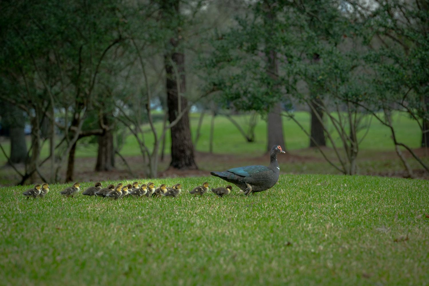 Mother duck leading a large brood of ducklings across a green grassy field with trees.