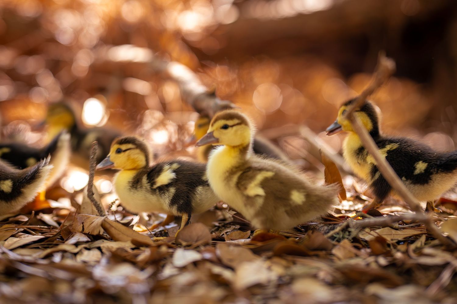 Fluffy yellow and black ducklings walking on dried leaves and wood chips in warm autumn light.