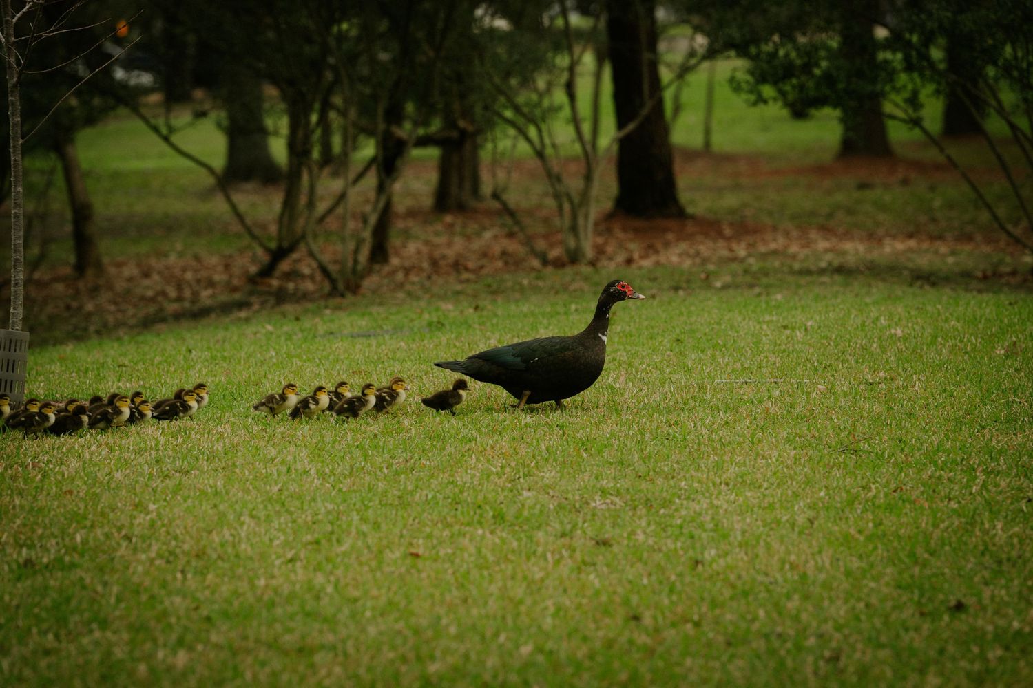 Black mother duck walking with her many ducklings across a lush green lawn near trees.