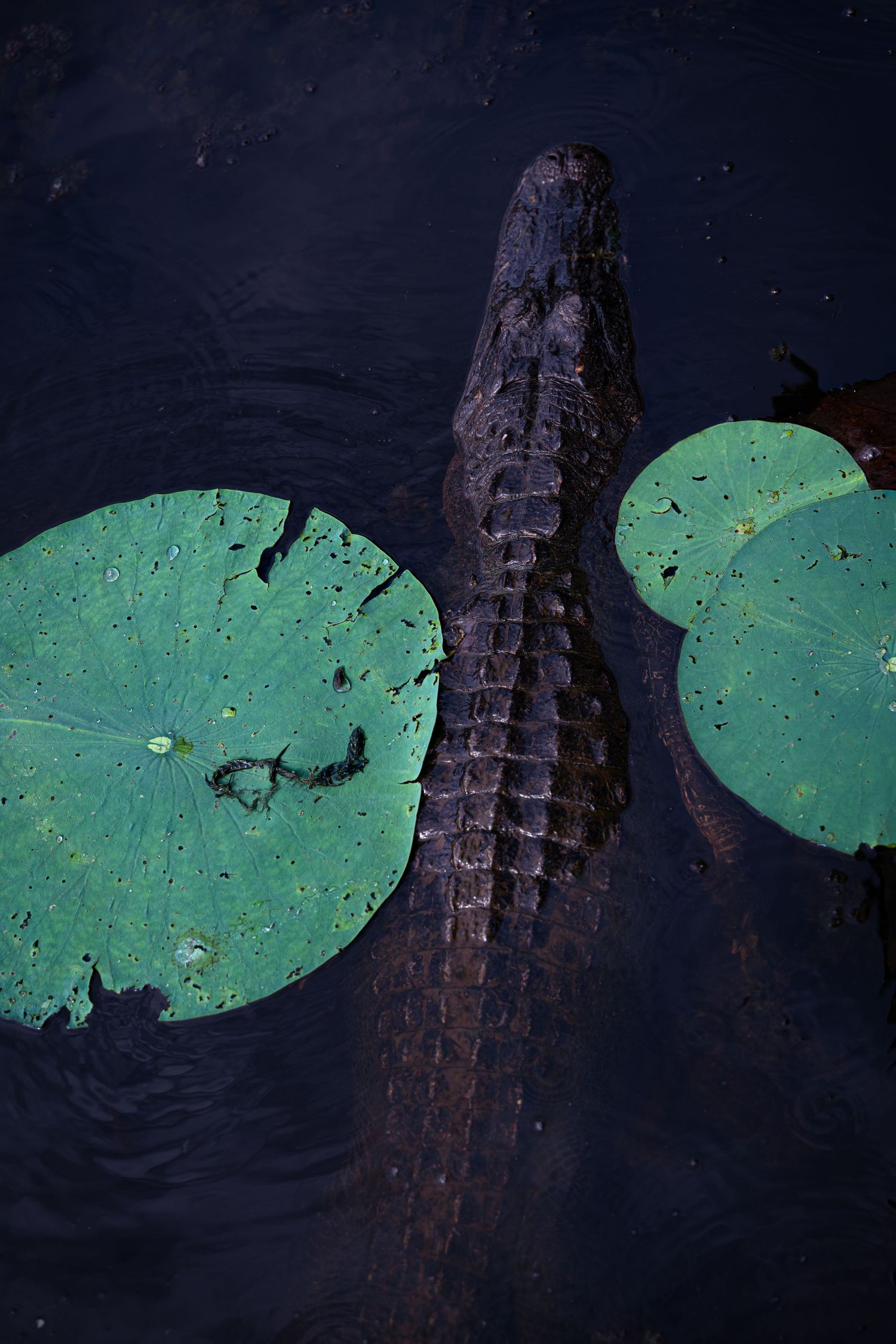 Aerial view of an alligator swimming among green lily pads in dark swamp water.