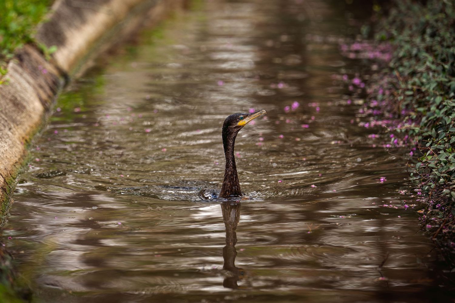 A cormorant bird swimming through a narrow water canal surrounded by lush greenery.