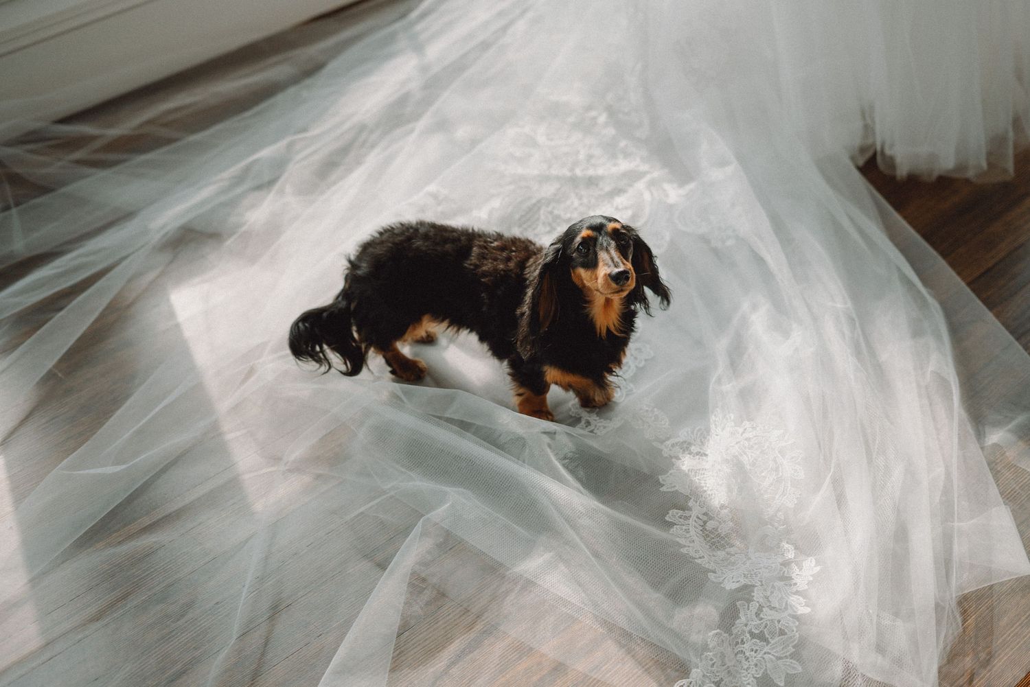 Adorable dachshund puppy peeking through bride's flowing white tulle wedding veil on hardwood floor.