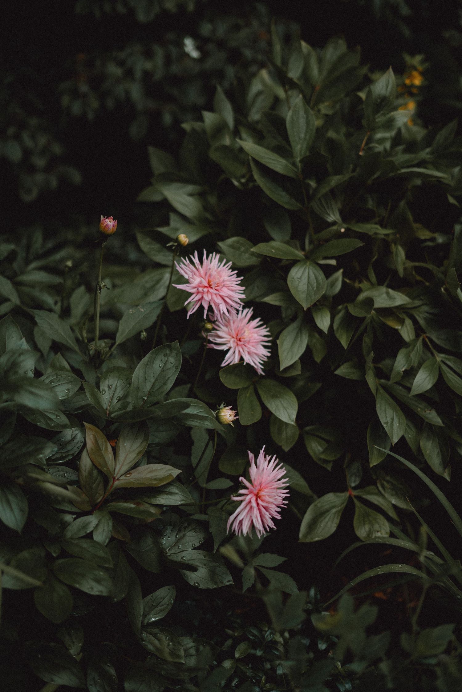 Three soft pink dahlia flowers blooming among dark green leaves in a moody garden setting.
