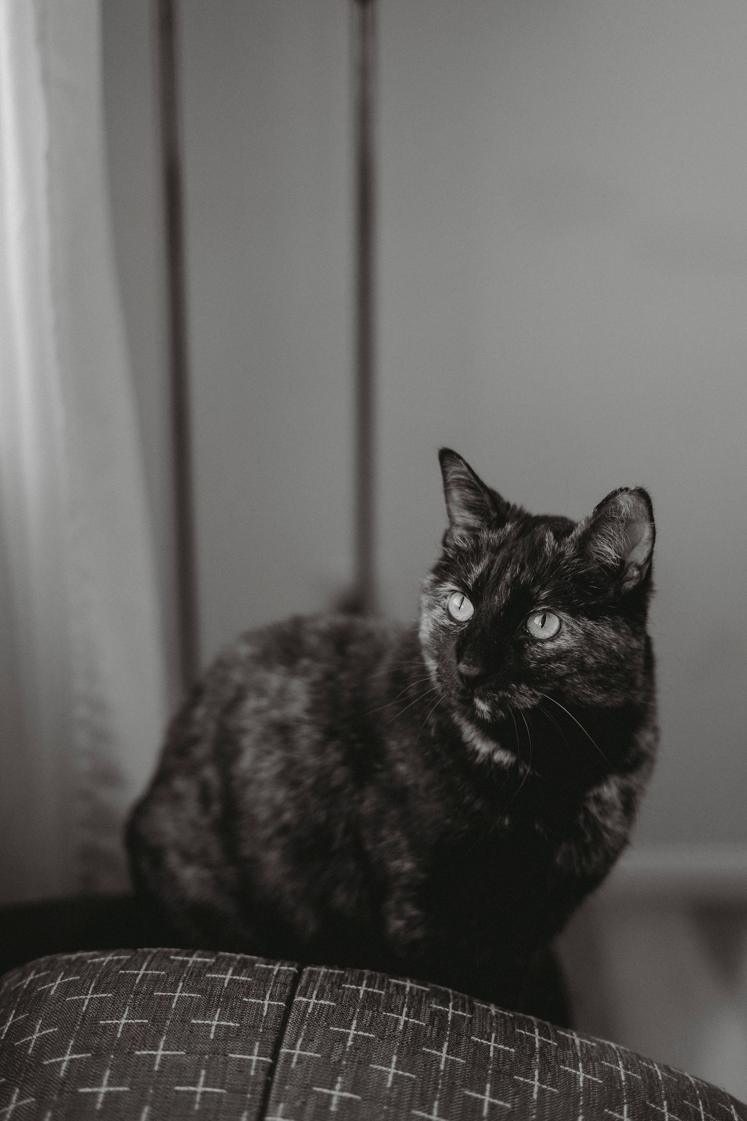 Black and white portrait of a tortoiseshell cat sitting on a patterned chair arm, gazing upward.
