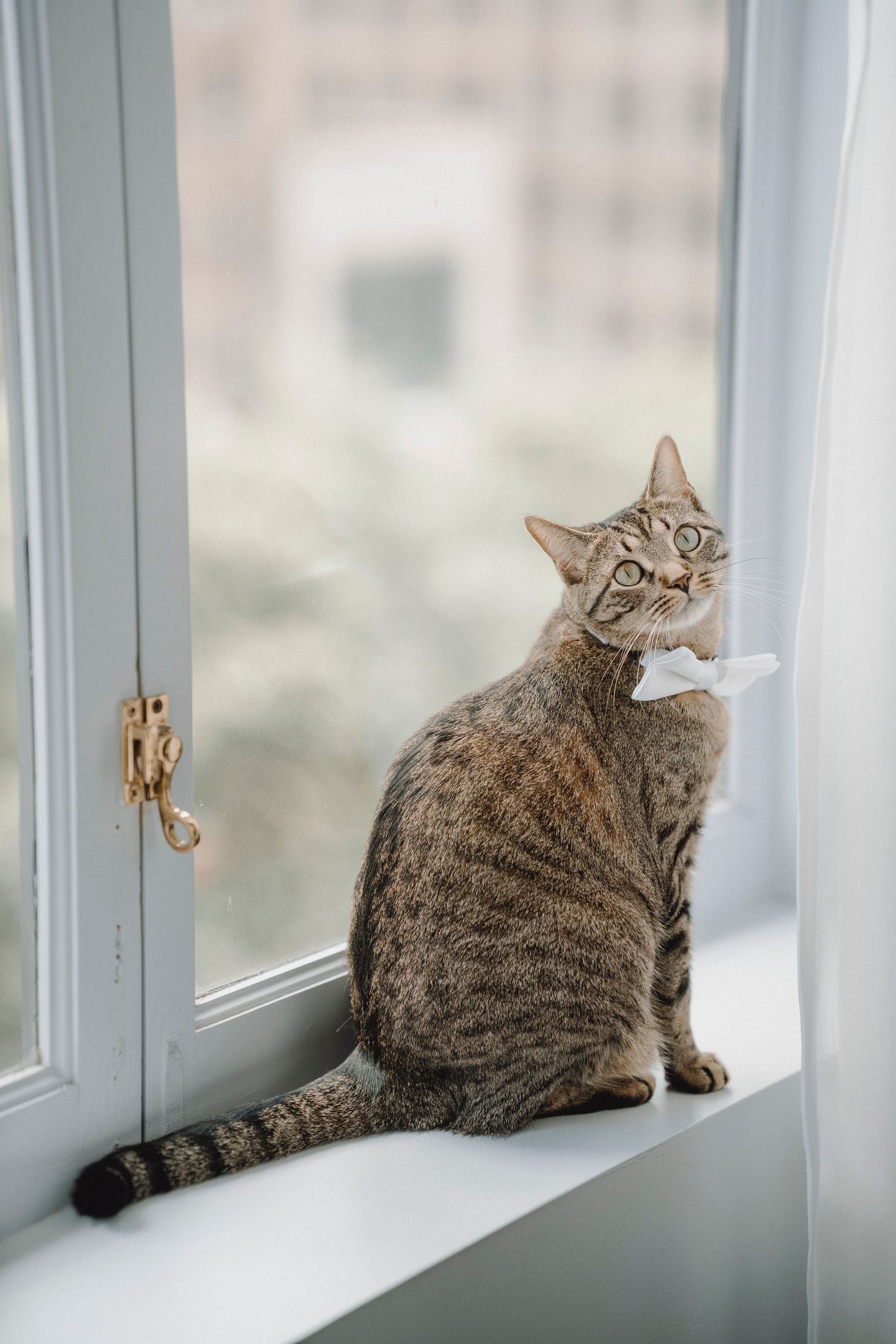Tabby cat sitting on windowsill wearing white bow tie for wedding ceremony.