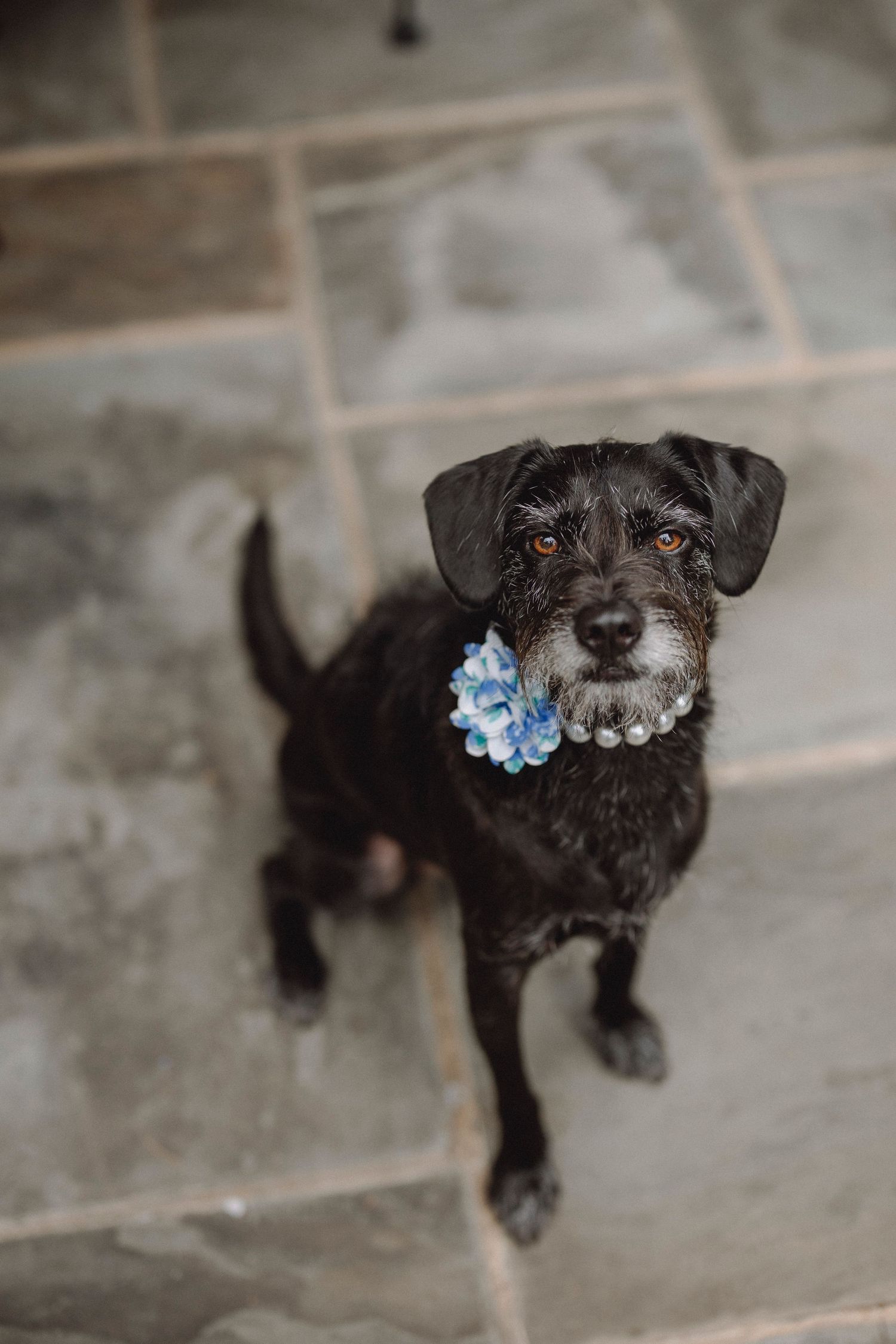 Adorable black schnauzer dog wearing blue floral collar accessory sitting on stone tile floor.