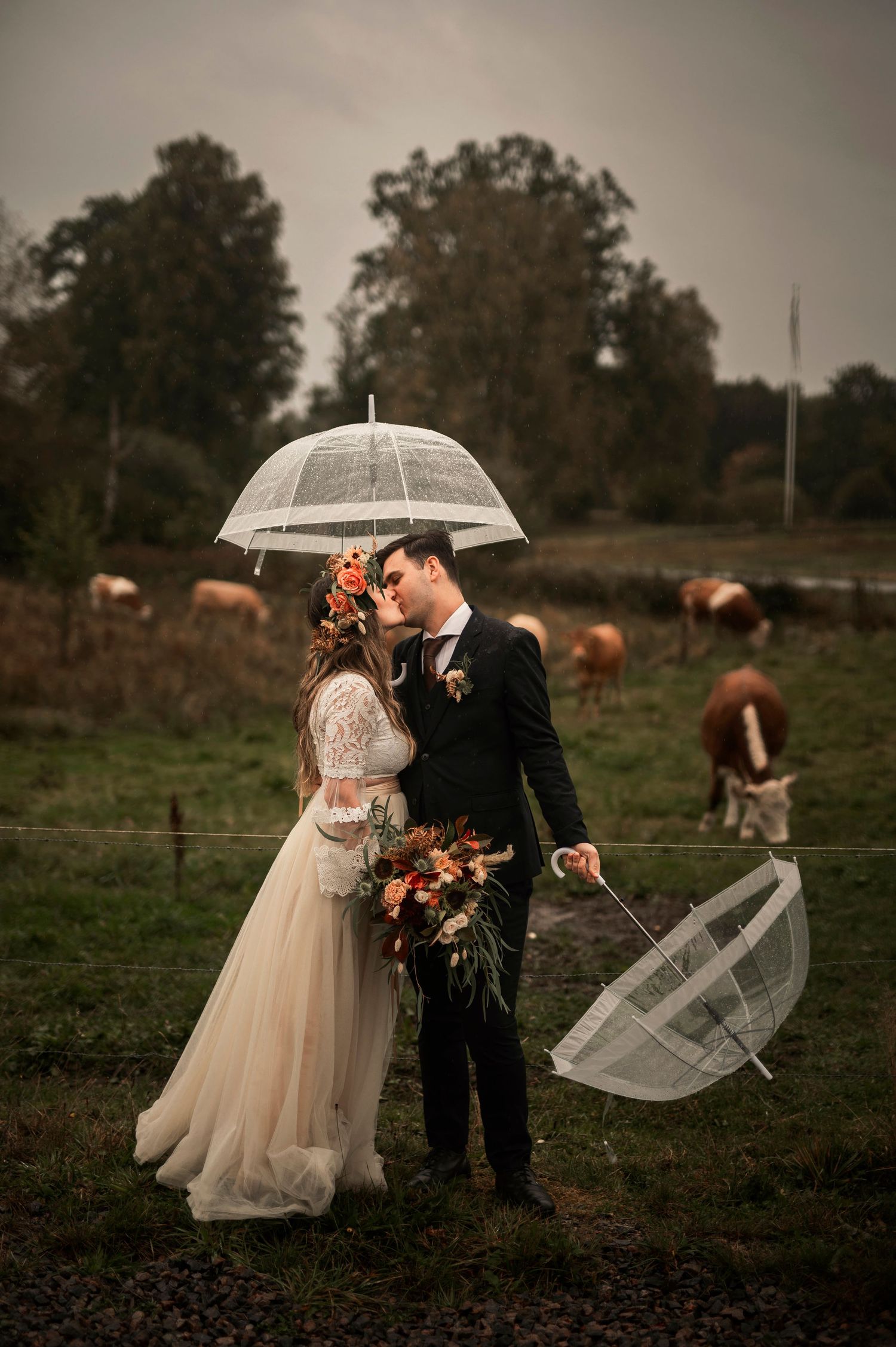 Bride and groom kissing under clear umbrella in rain, with cows grazing in background on their wedding day.