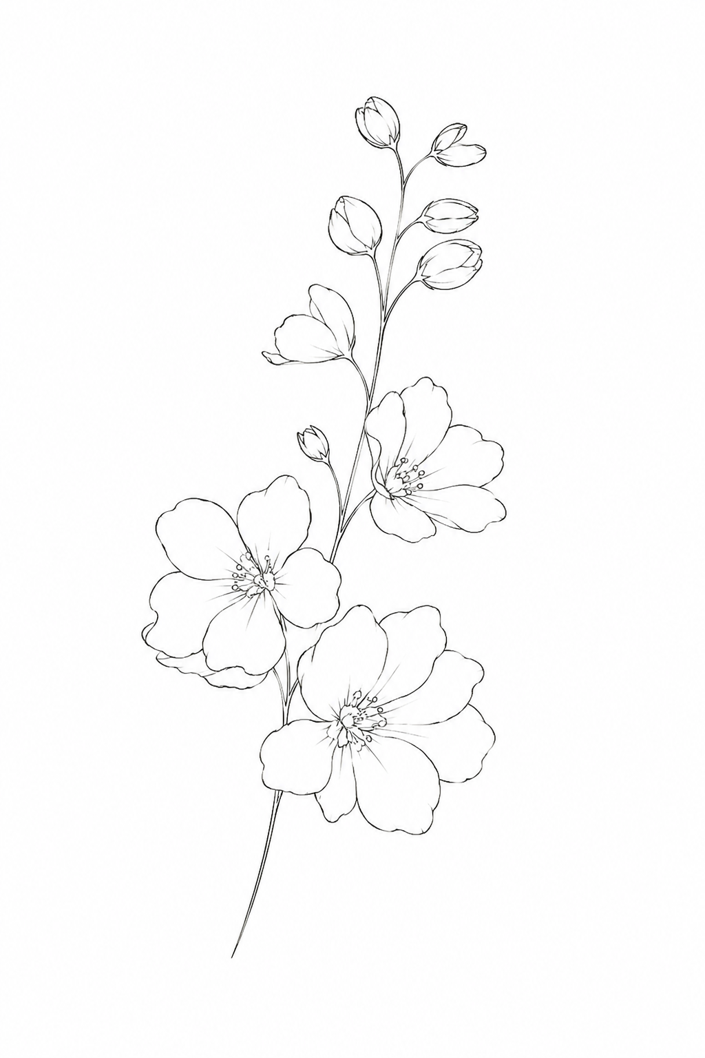 Delicate black and white line drawing of cherry blossom branch with open flowers and buds on white background.