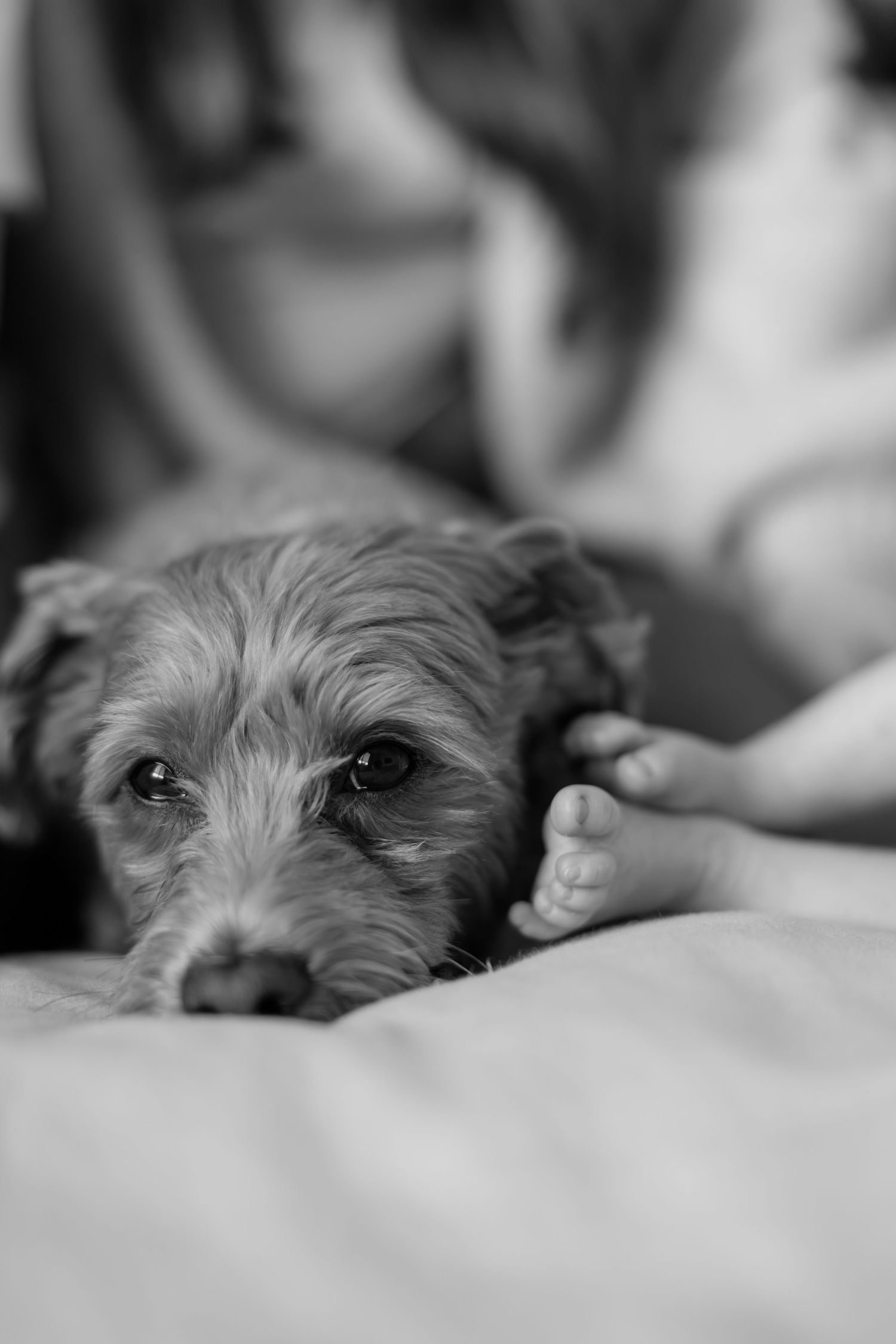 Black and white close-up of a small dog resting its head beside a newborn baby's tiny feet on a bed.