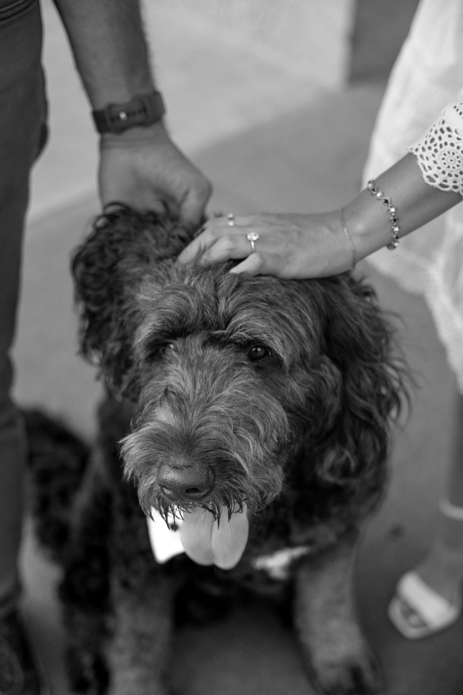 Close-up black and white photo of a couple's hands petting their curly-haired dog with tongue out.