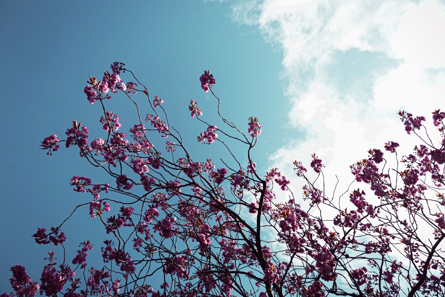 Pink cherry blossom tree branches blooming against a bright blue sky with white clouds in spring.