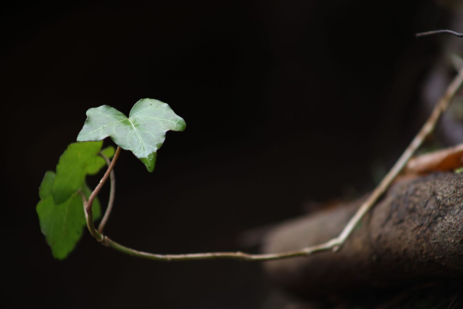 A single delicate green ivy leaf grows on a slender vine against a dark blurred background.