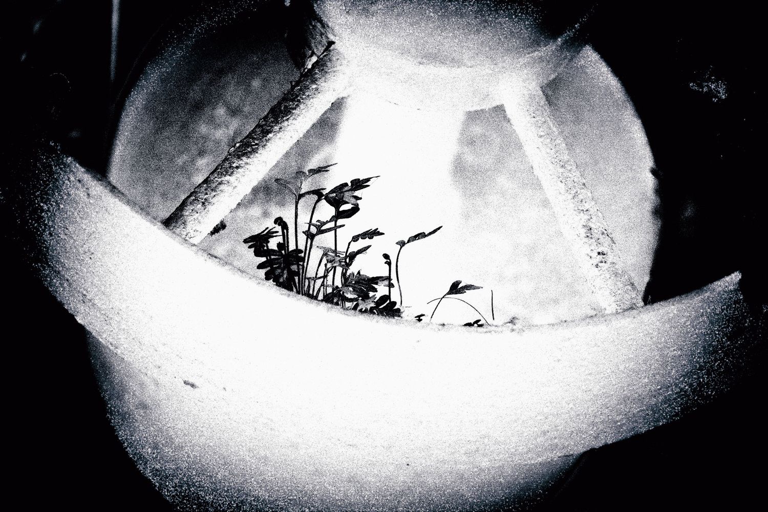 Black and white macro photo of small plants growing inside a spherical glass globe covered in frost.