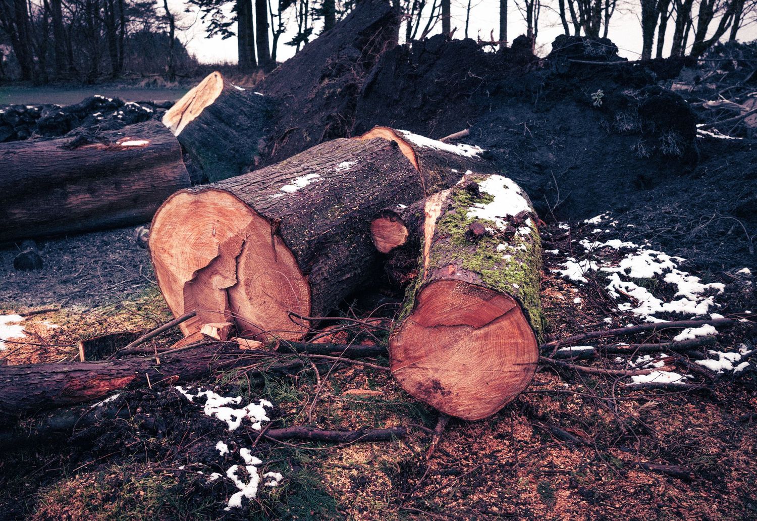 Freshly cut large tree logs with orange wood grain sit on snowy ground in a cleared forest area.