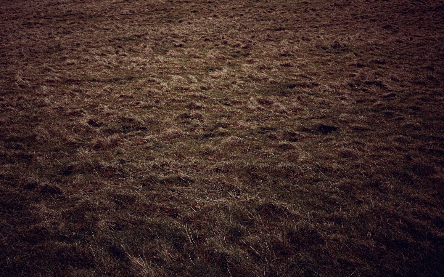 Close-up of dry brown moorland grass covering an open field in muted tones.