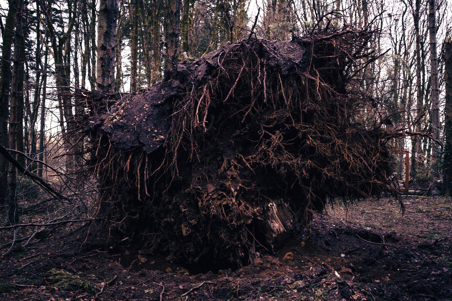 A massive uprooted tree with tangled roots and soil exposed lies on a forest floor surrounded by bare winter trees.