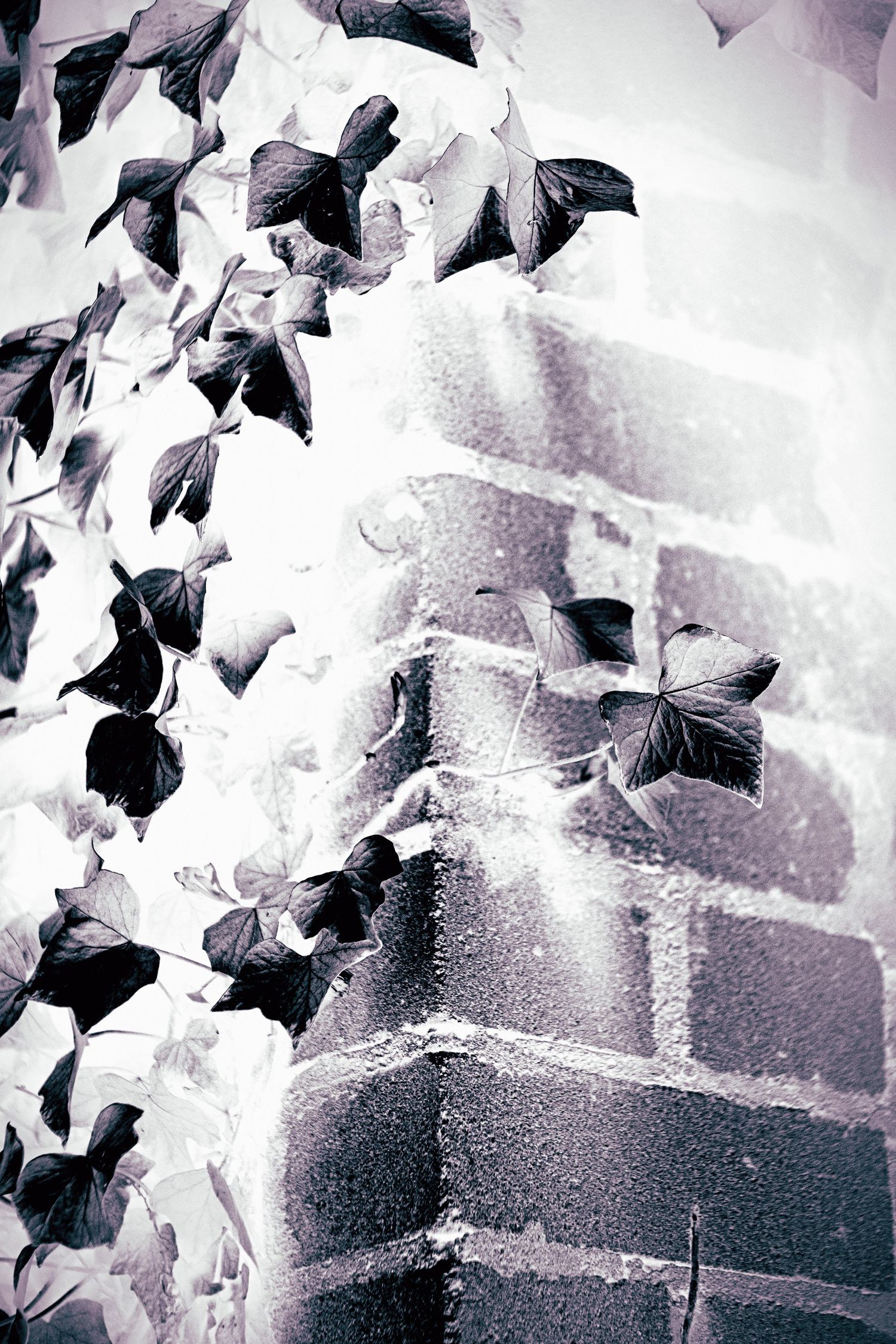 Black and white ivy climbing a brick wall corner dusted with snow in winter.