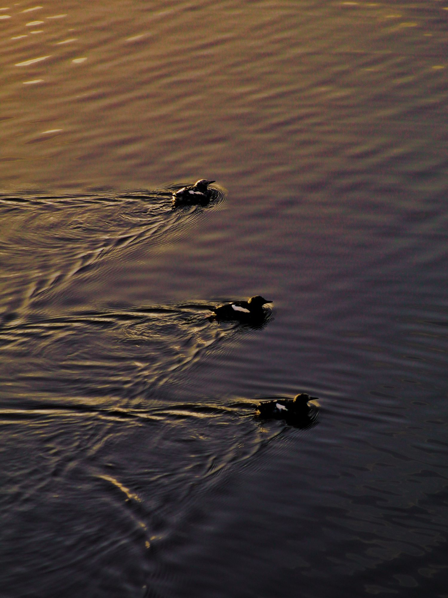 Three ducks swimming in golden sunset-lit water, creating rippling wake patterns on a calm lake.