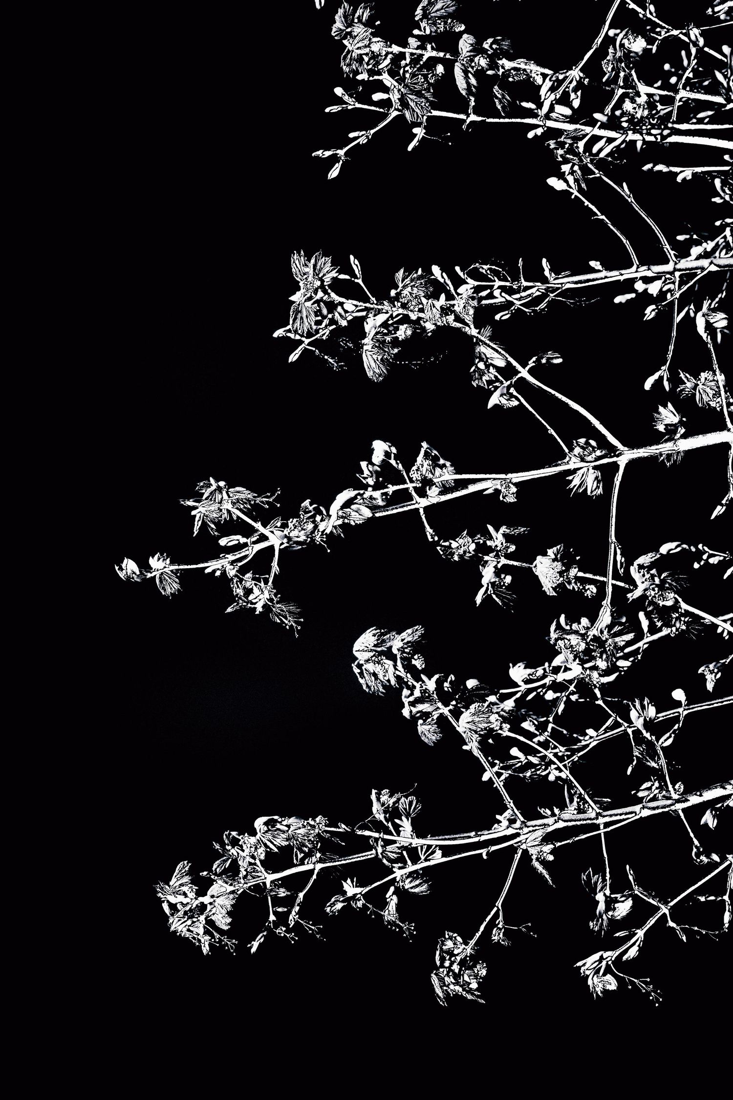 Black and white macro photo of delicate wildflower branches with small blooms against a dark background.