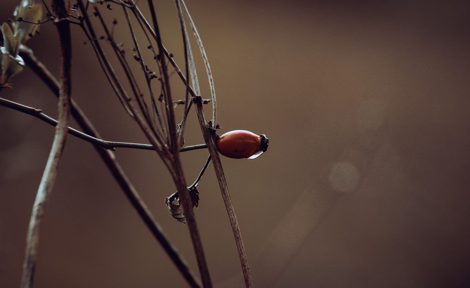 Single red rosehip berry on bare winter branches with soft bokeh background.