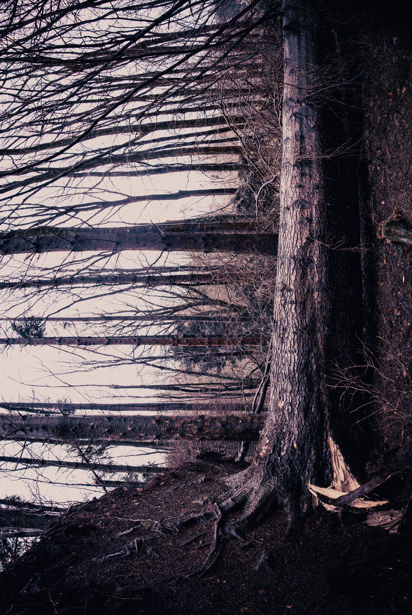 Tall bare tree trunks with sparse branches create an eerie dark forest scene with exposed roots on a hillside.