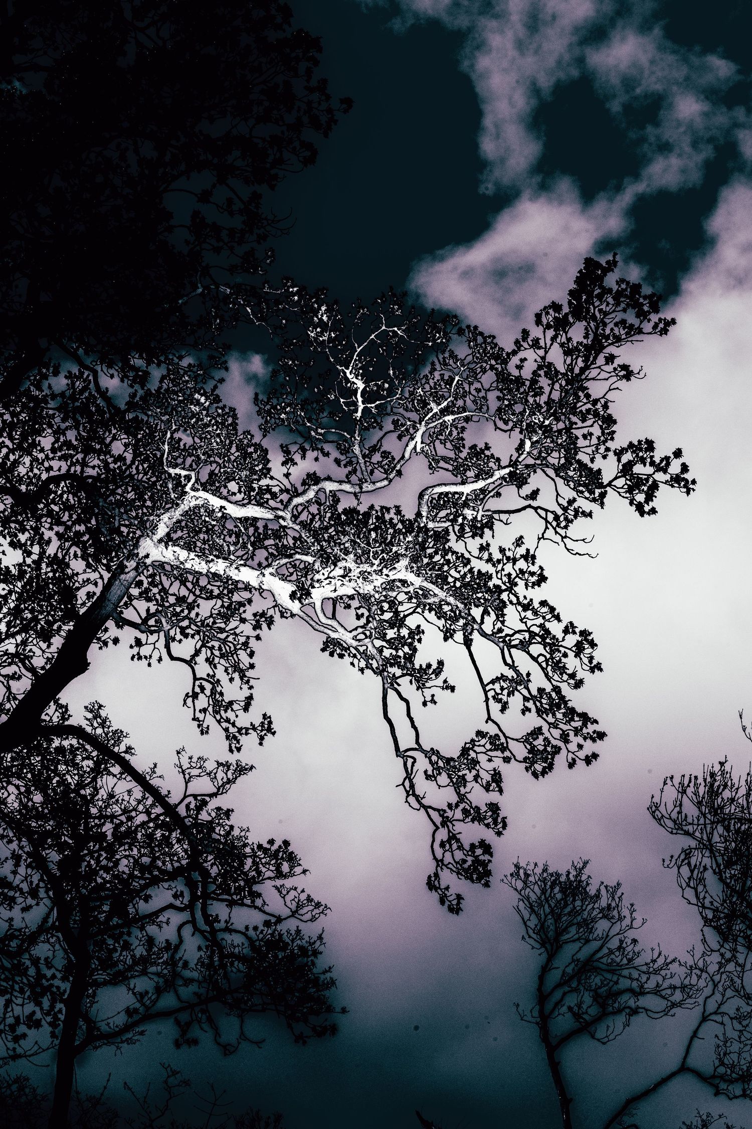 Dark silhouette of tree branches against a moody twilight sky with soft purple clouds in a dramatic nature scene.