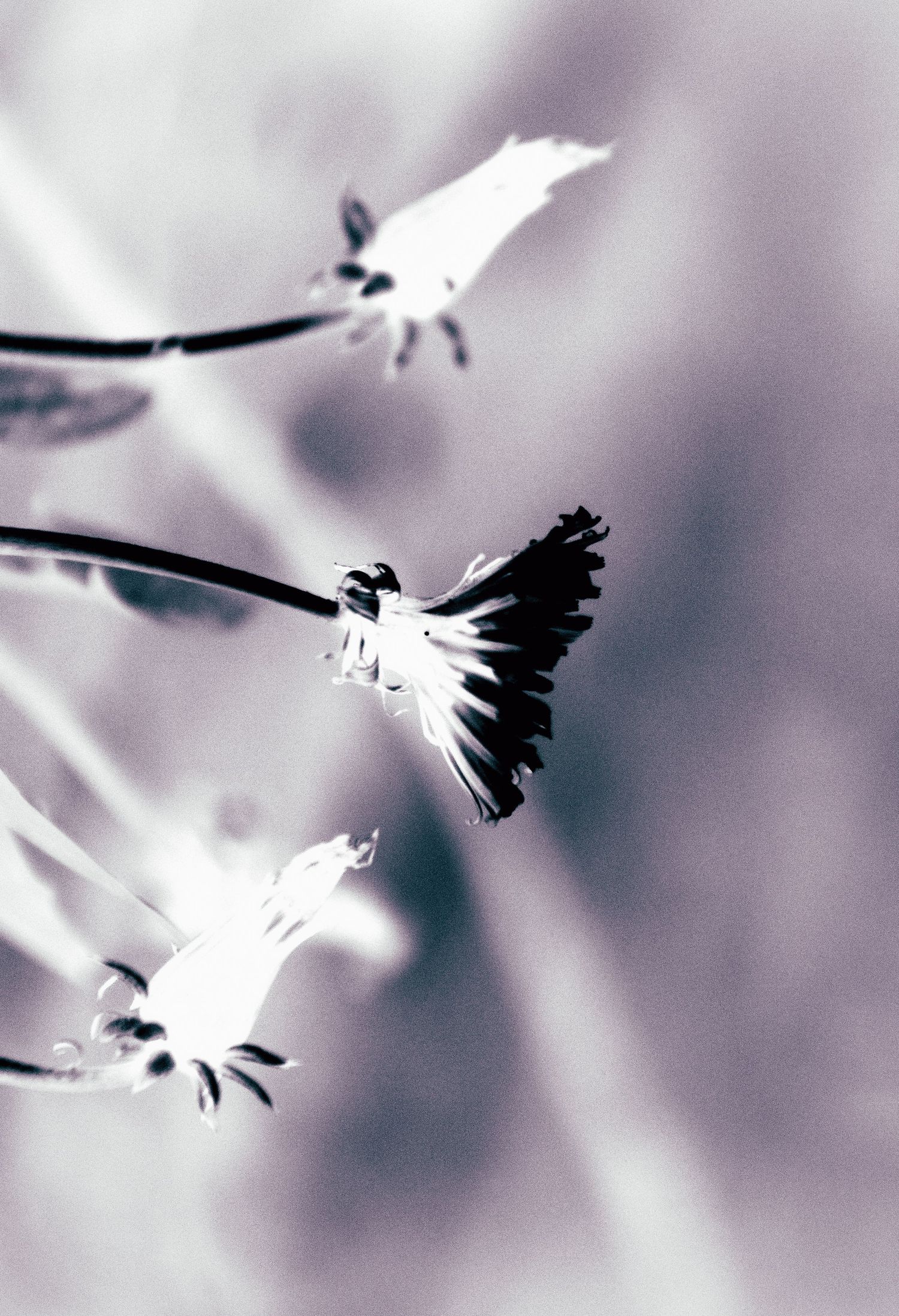 Black and white macro photo of delicate wildflowers with soft bokeh background creating dreamy artistic effect.
