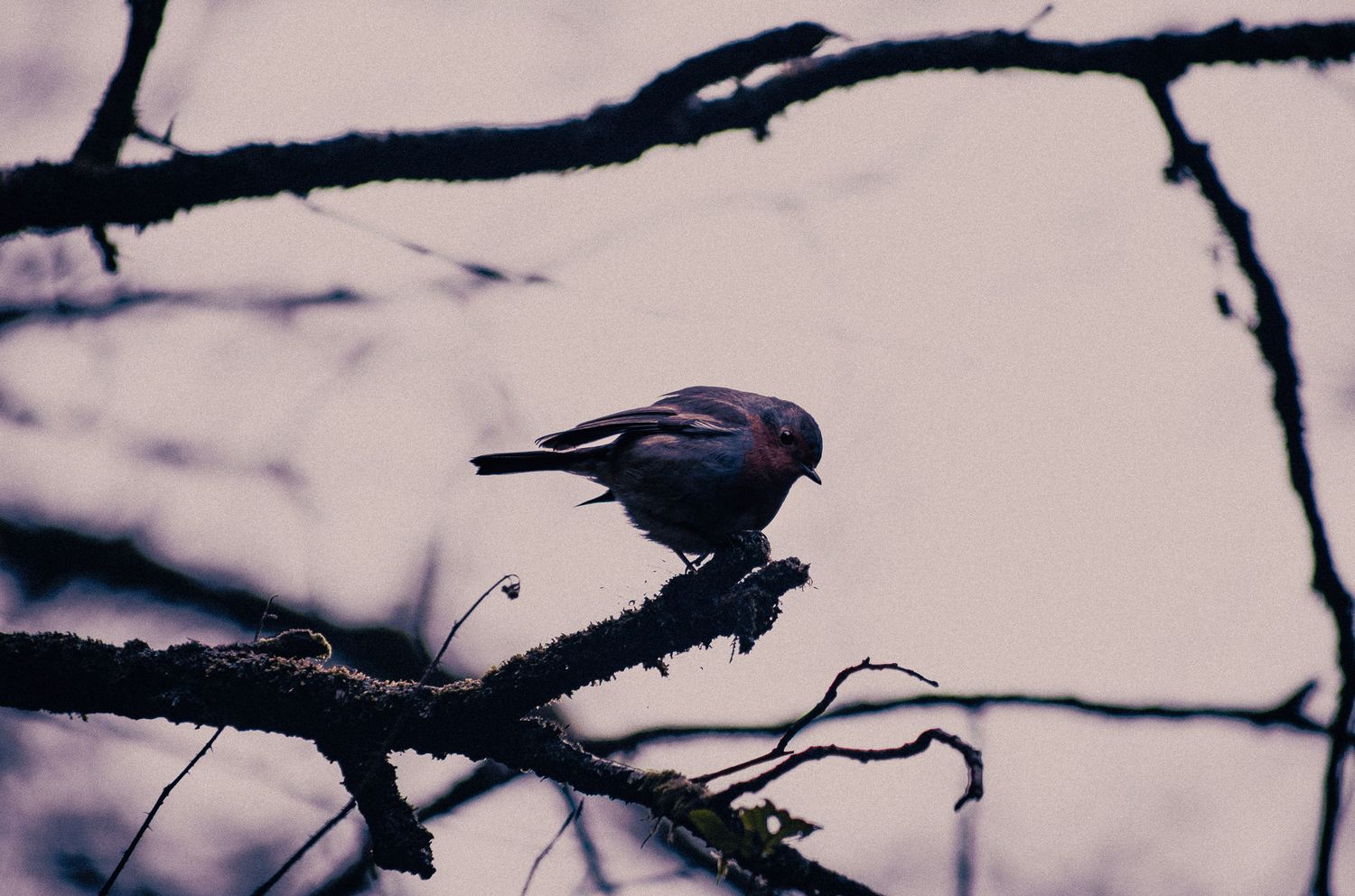 Small robin perched on a bare branch in a moody, purple-toned winter forest scene.