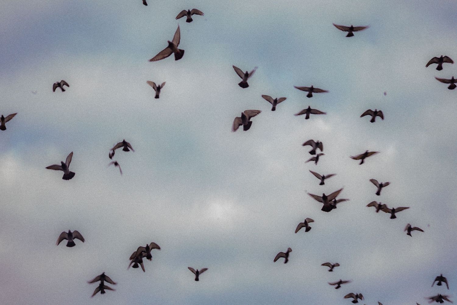 A large flock of birds flying against a cloudy blue-gray sky in a dynamic aerial display.