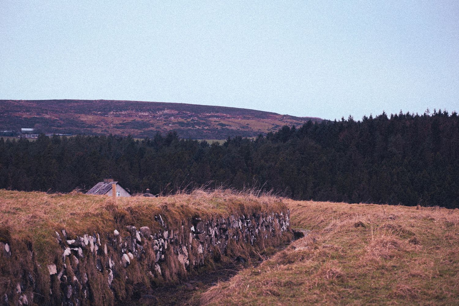Rural landscape with dry stone wall, conifer forest, and moorland hill under clear sky.