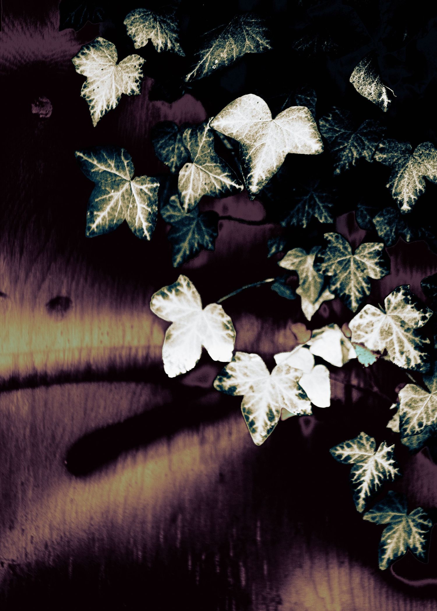 Dark artistic photo of variegated ivy leaves with white and green foliage against a dramatic purple and gold background.