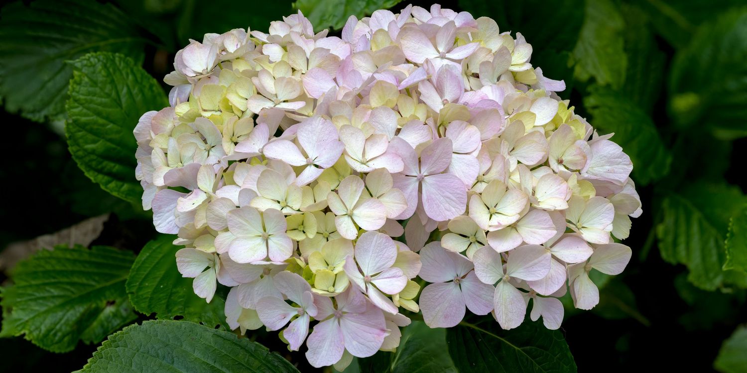 Close-up of a blooming white and pink hydrangea flower cluster surrounded by lush green leaves.
