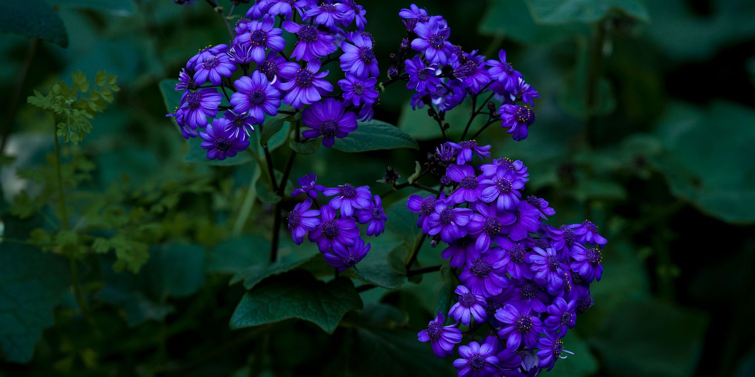 Clusters of vivid purple ageratum flowers surrounded by dark green foliage in soft light.