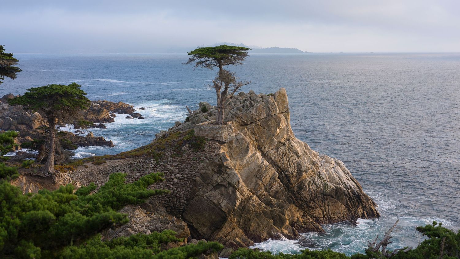A lone Monterey cypress tree perches dramatically on rocky cliffs overlooking the misty Pacific Ocean coastline.