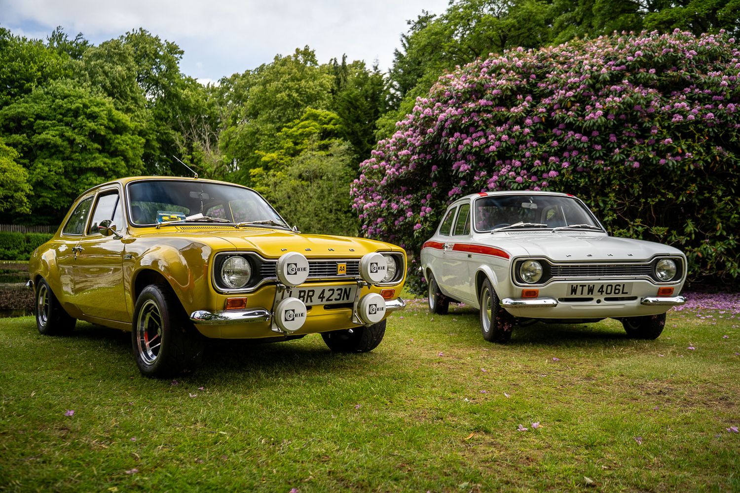 Two classic Ford Escort cars, one yellow and one white, parked on grass near flowering bushes.